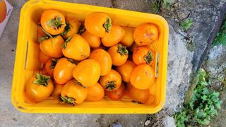 다온아띠농원 장현호님의 작성글 사진