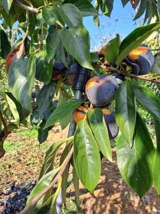 김성년님의 자유주제 · 자유게시판 작성글 사진