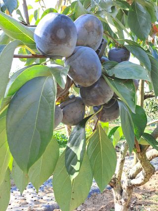 김성년님의 자유주제 · 자유게시판 작성글 사진