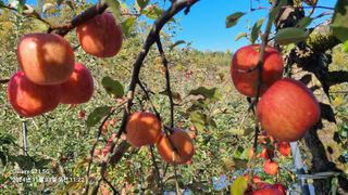 과수(부사)님의 사과 · 영농일지 작성글 사진