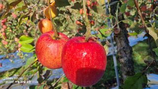 과수(부사)님의 사과 · 영농일지 작성글 사진