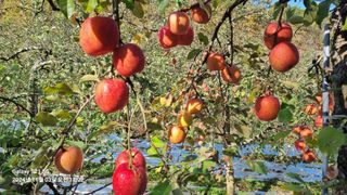 과수(부사)님의 사과 · 영농일지 작성글 사진