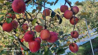 과수(부사)님의 사과 · 영농일지 작성글 사진