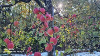 과수(부사)님의 사과 · 영농일지 작성글 사진