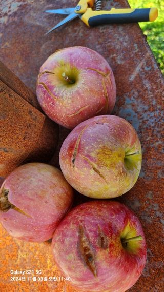 과수(부사)님의 사과 · 영농일지 작성글 사진
