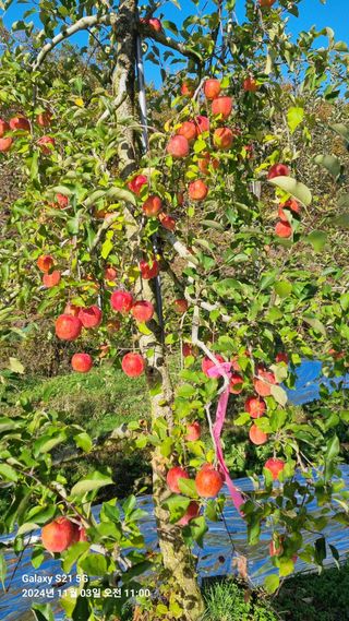 과수(부사)님의 사과 · 영농일지 작성글 사진