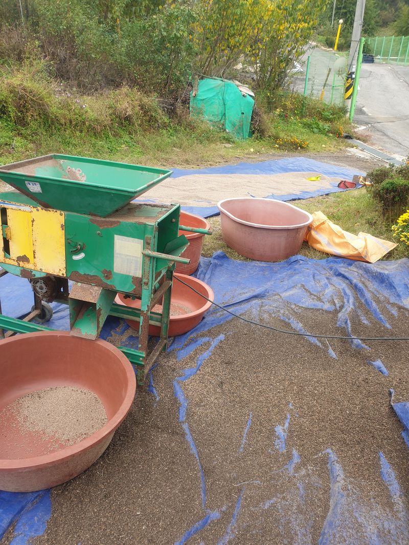 나효식님의 장터 판매 상품 [24년 들깨 5kg] 첨부 사진