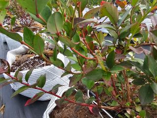 장진철님의 블루베리 · 병해충상담 작성글 사진