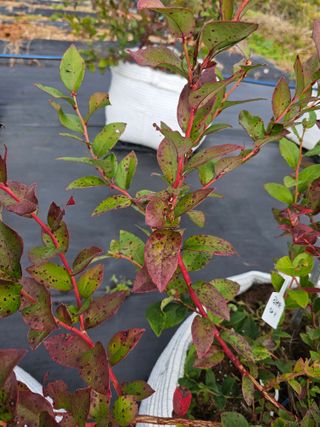 장진철님의 블루베리 · 병해충상담 작성글 사진