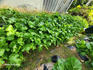 김치국님의 11월 농사 계획 공유하기 · 참여글 작성글 사진