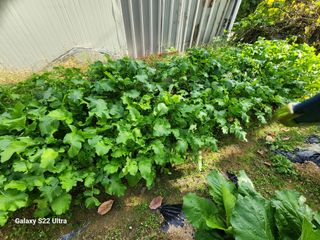 김치국님의 11월 농사 계획 공유하기 · 참여글 작성글 사진