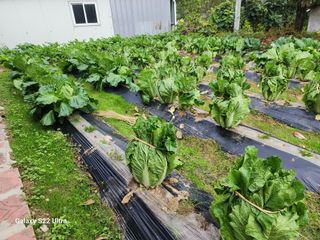 김치국님의 11월 농사 계획 공유하기 · 참여글 작성글 사진