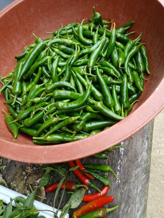 양배추15020님의 고추 · 영농일지 작성글 사진