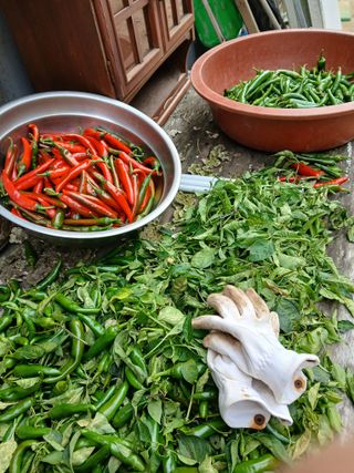 양배추15020님의 고추 · 영농일지 작성글 사진