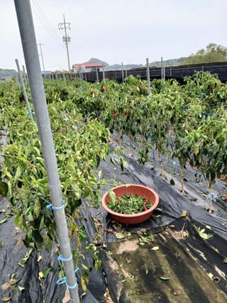 양배추15020님의 고추 · 영농일지 작성글 사진