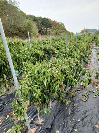 양배추15020님의 고추 · 영농일지 작성글 사진
