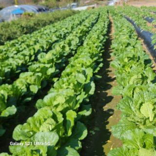 이천산수유님의 11월 농사 계획 공유하기 · 참여글 작성글 사진