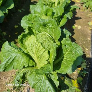 이천산수유님의 11월 농사 계획 공유하기 · 참여글 작성글 사진