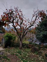 팜모닝 감·영농일지 게시글 이미지