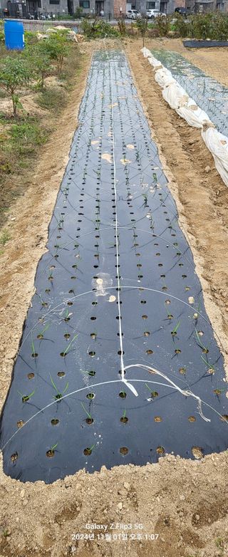 이균행님의 마늘 · 영농일지 작성글 사진