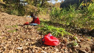 홍성관님의 배추 · 영농일지 작성글 사진