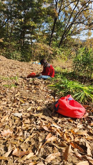 홍성관님의 배추 · 영농일지 작성글 사진