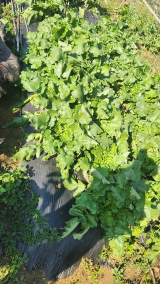 홍성관님의 배추 · 영농일지 작성글 사진