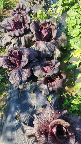 홍성관님의 배추 · 영농일지 작성글 사진