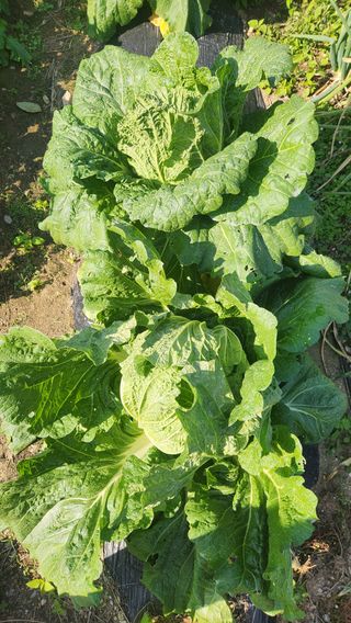 홍성관님의 배추 · 영농일지 작성글 사진