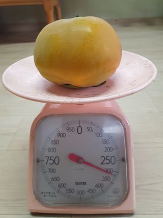 박진헌님의 감 · 영농일지 작성글 사진