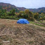 팜모닝 들깨·영농일지 게시글 이미지