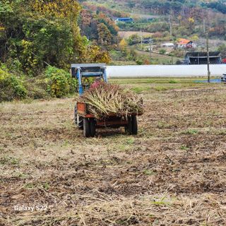 성곡농원님의 들깨 · 영농일지 작성글 사진