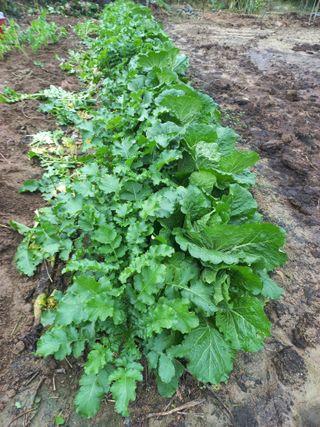 희야님의 배추 · 영농일지 작성글 사진