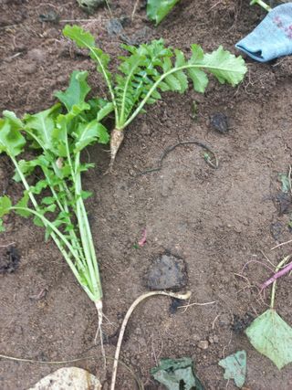 희야님의 배추 · 영농일지 작성글 사진