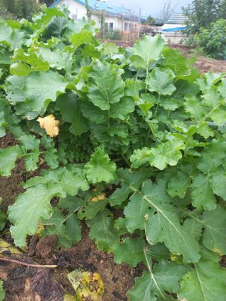 희야님의 배추 · 영농일지 작성글 사진