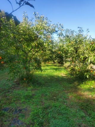 복주농장님의 기타작물 · 영농일지 작성글 사진