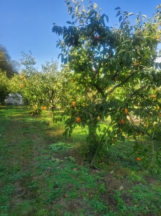 복주농장님의 기타작물 · 영농일지 작성글 사진