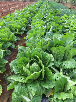 호박 정정호님의 배추 · 영농일지 작성글 사진