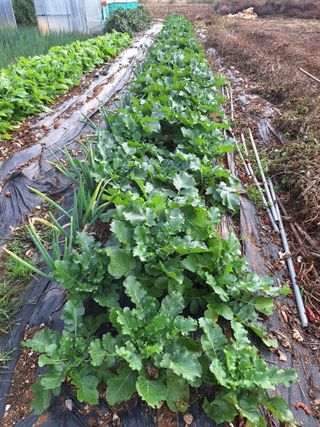 호박 정정호님의 배추 · 영농일지 작성글 사진