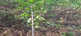 박춘서님의 딸기 · 영농일지 작성글 사진