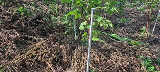 박춘서님의 딸기 · 영농일지 작성글 사진