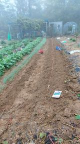 팜모닝 시금치·영농일지 게시글 이미지