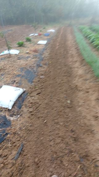 초보농부님의 시금치 · 영농일지 작성글 사진