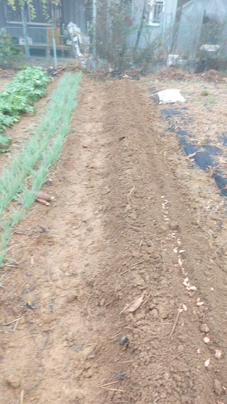 초보농부님의 시금치 · 영농일지 작성글 사진