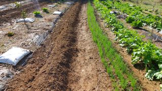 초보농부님의 시금치 · 영농일지 작성글 사진