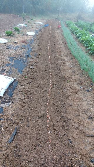 초보농부님의 시금치 · 영농일지 작성글 사진