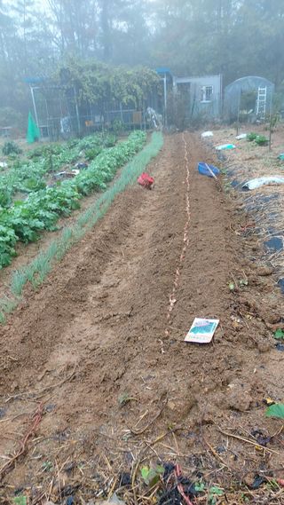 초보농부님의 시금치 · 영농일지 작성글 사진