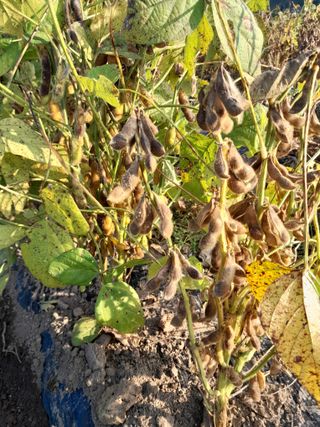 강 찬규님의 콩 · 영농일지 작성글 사진