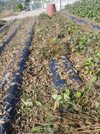 강 찬규님의 콩 · 영농일지 작성글 사진