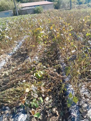 강 찬규님의 콩 · 영농일지 작성글 사진